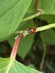 Hesperomyces harmoniae