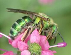 Augochloropsis metallica