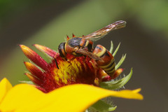 Euodynerus hidalgo