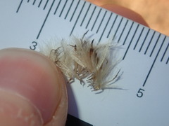 Symphyotrichum subulatum squamatum