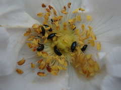 Brassicogethes aeneus