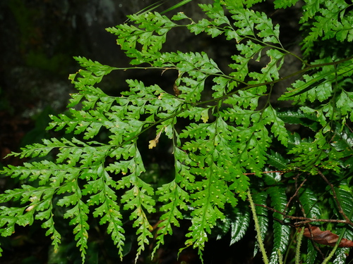 Leucostegia immersa, photograph 2