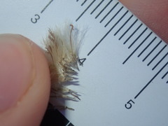 Symphyotrichum subulatum squamatum