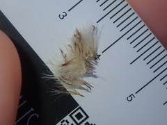 Symphyotrichum subulatum squamatum