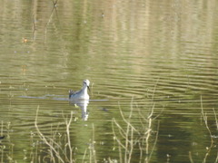 Phalaropus tricolor