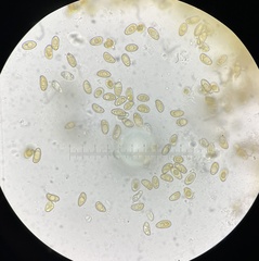 Mallocybe multispora