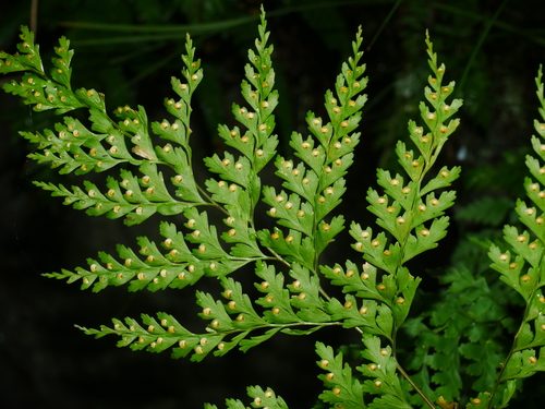 Leucostegia immersa, photograph 3