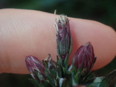 Symphyotrichum subulatum squamatum