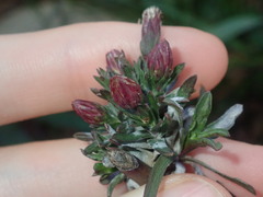 Symphyotrichum subulatum squamatum