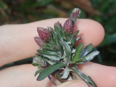 Symphyotrichum subulatum squamatum