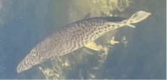 Lepisosteus platyrhincus