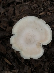 Cuphophyllus virgineus