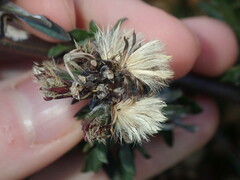 Symphyotrichum subulatum squamatum