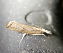 Parapediasia teterrellus