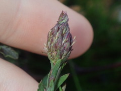 Symphyotrichum subulatum squamatum