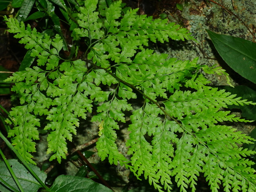 Leucostegia immersa