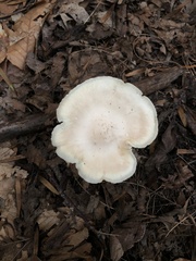 Cuphophyllus virgineus