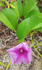 Ipomoea pes-caprae