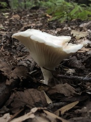 Cuphophyllus virgineus