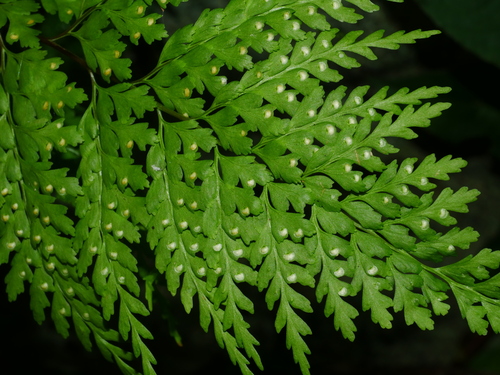Leucostegia immersa, photograph 1