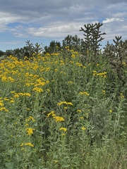 Verbesina encelioides