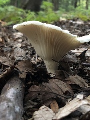 Cuphophyllus virgineus