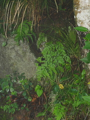 Leucostegia immersa, photograph (c) Jacy Chen, some rights reserved (CC BY)