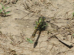 Ophiogomphus occidentis