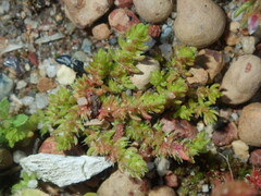 Crassula colorata