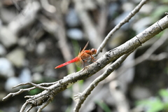 Libellula croceipennis