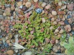 Crassula colorata