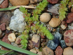 Crassula colorata