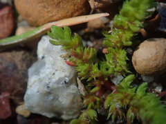 Crassula colorata