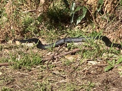 Pseudechis porphyriacus