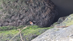 Hirundo neoxena