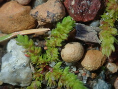 Crassula colorata