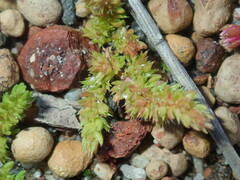 Crassula colorata