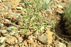 Eriogonum microtheca