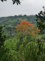 Erythrina poeppigiana