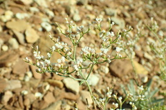 Eriogonum microtheca