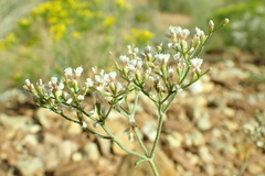 Eriogonum microtheca