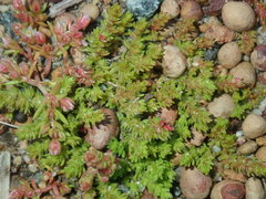 Crassula colorata