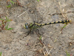 Ophiogomphus occidentis