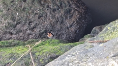 Hirundo neoxena