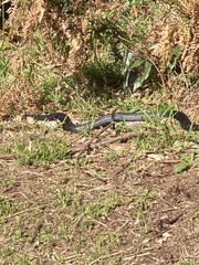 Pseudechis porphyriacus