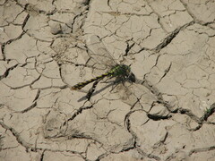Ophiogomphus occidentis
