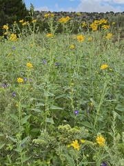 Verbesina encelioides