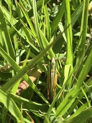 Mecostethus parapleurus