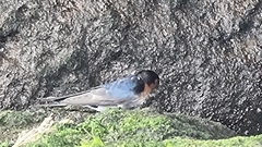 Hirundo neoxena
