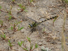 Ophiogomphus occidentis